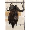 Image 2 : BLACK WILDEBEEST Shoulder Mount