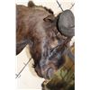 Image 7 : BLACK WILDEBEEST Shoulder Mount