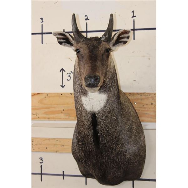 NILGAI Bull Shoulder Mount