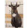 Image 1 : NILGAI Bull Shoulder Mount