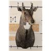 Image 2 : NILGAI Bull Shoulder Mount
