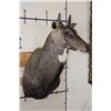Image 3 : NILGAI Bull Shoulder Mount