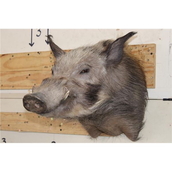 AFRICAN BUSH PIG Shoulder Mount