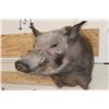Image 1 : AFRICAN BUSH PIG Shoulder Mount