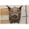 Image 2 : AFRICAN BUSH PIG Shoulder Mount