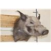 Image 3 : AFRICAN BUSH PIG Shoulder Mount