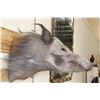 Image 4 : AFRICAN BUSH PIG Shoulder Mount