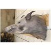 Image 5 : AFRICAN BUSH PIG Shoulder Mount