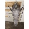Image 6 : AFRICAN BUSH PIG Shoulder Mount