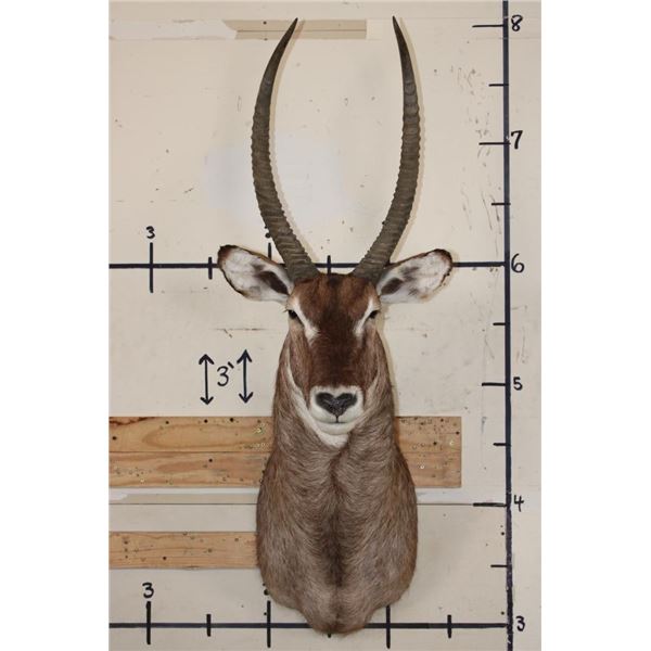 WATERBUCK Shoulder Mount