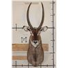 Image 1 : WATERBUCK Shoulder Mount
