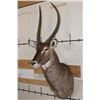 Image 2 : WATERBUCK Shoulder Mount