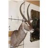 Image 3 : WATERBUCK Shoulder Mount