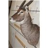 Image 6 : WATERBUCK Shoulder Mount