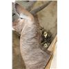 Image 7 : WATERBUCK Shoulder Mount