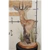 Image 5 : STEENBOK Table Pedestal