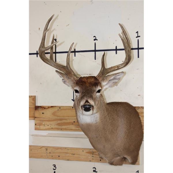 10-Point WHITETAIL DEER Shoulder Mount