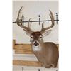 Image 1 : 10-Point WHITETAIL DEER Shoulder Mount