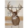 Image 2 : 10-Point WHITETAIL DEER Shoulder Mount