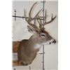 Image 3 : 10-Point WHITETAIL DEER Shoulder Mount