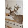 Image 4 : 10-Point WHITETAIL DEER Shoulder Mount