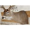 Image 5 : 10-Point WHITETAIL DEER Shoulder Mount