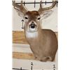 Image 6 : 10-Point WHITETAIL DEER Shoulder Mount