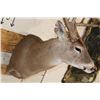 Image 7 : 10-Point WHITETAIL DEER Shoulder Mount