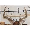 Image 8 : 10-Point WHITETAIL DEER Shoulder Mount
