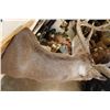 Image 9 : 10-Point WHITETAIL DEER Shoulder Mount