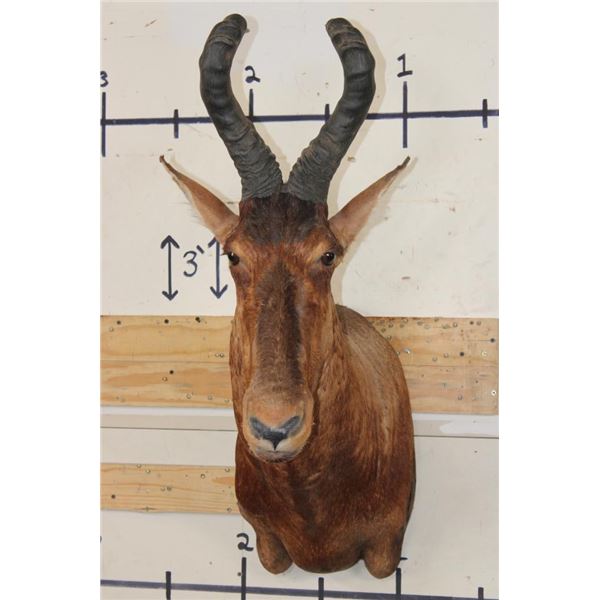 RED HARTEBEEST Shoulder Mount