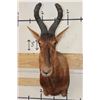 Image 1 : RED HARTEBEEST Shoulder Mount