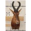 Image 2 : RED HARTEBEEST Shoulder Mount