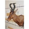 Image 4 : RED HARTEBEEST Shoulder Mount