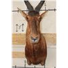 Image 6 : RED HARTEBEEST Shoulder Mount
