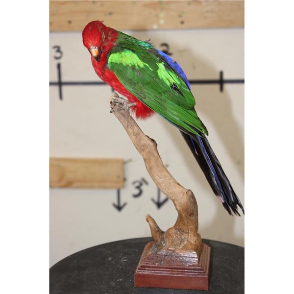 *Rarely Seen* AUSTRALIAN KING PARROT on a Wood Base with a Tree Branch Perch