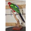 Image 4 : *Rarely Seen* AUSTRALIAN KING PARROT on a Wood Base with a Tree Branch Perch