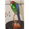 Image 5 : *Rarely Seen* AUSTRALIAN KING PARROT on a Wood Base with a Tree Branch Perch