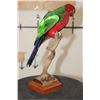 Image 8 : *Rarely Seen* AUSTRALIAN KING PARROT on a Wood Base with a Tree Branch Perch