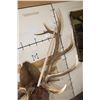 Image 10 : Big 12-Point ELK Shoulder Mount with Removable Antlers