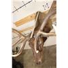 Image 11 : Big 12-Point ELK Shoulder Mount with Removable Antlers