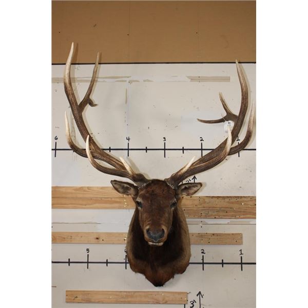 Big 12-Point ELK Shoulder Mount with Removable Antlers