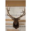 Image 1 : Big 12-Point ELK Shoulder Mount with Removable Antlers