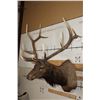 Image 2 : Big 12-Point ELK Shoulder Mount with Removable Antlers