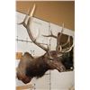 Image 3 : Big 12-Point ELK Shoulder Mount with Removable Antlers