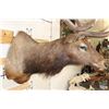 Image 4 : Big 12-Point ELK Shoulder Mount with Removable Antlers