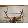 Image 8 : Big 12-Point ELK Shoulder Mount with Removable Antlers