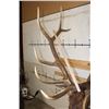 Image 9 : Big 12-Point ELK Shoulder Mount with Removable Antlers