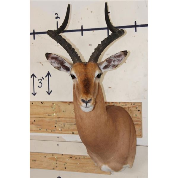 *Like New* IMPALA Shoulder Mount