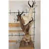Image 11 : 1 Common, 1 Chocolate, and 1 White SPRINGBOK on a Rustic Wood Pedestal with Wheels